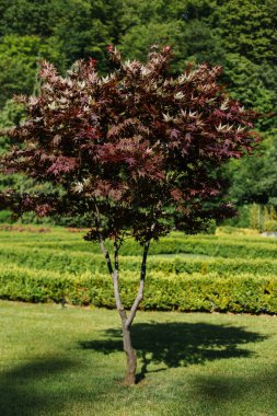 Palm leaf maple in the park. Acer parlmatum.