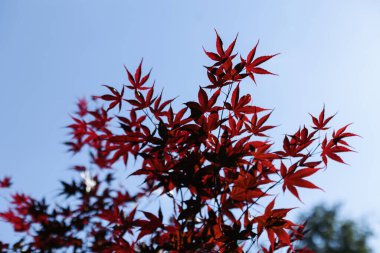 Maple palm leaf on the background of the sky in the park.