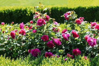 Bunches of pink roses in the park.