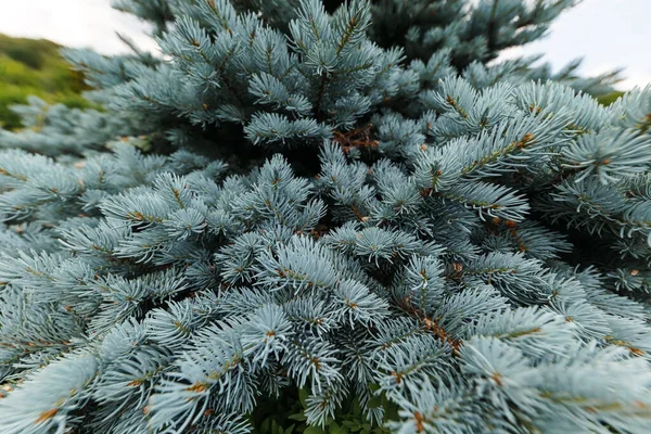 stock image Picea pungens. Glauca Globosa. Thorny spruce in the botanical garden.