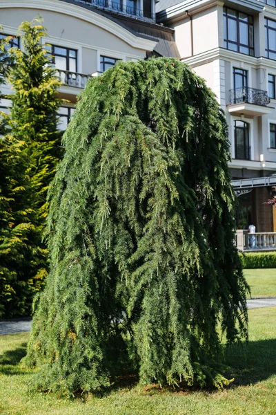 Himalayan cedar in the park.