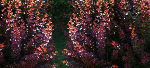 Barberry Thunberg. The leaves of the barberry bush on the background of the sky.