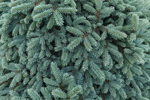 Picea Pungens Glauca Globosa Thorny Spruce Botanical Garden Imágenes de stock libres de derechos