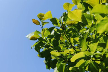 Magnolia Soulangeana. Green tree in the park.