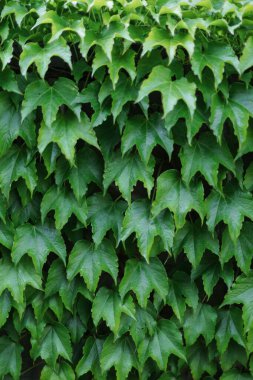 Decorative background of wild green grapes leaves. Five-leaved ivy. Natural garden hedge. Beautiful texture.