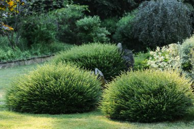 Landscape design with bushes in the park