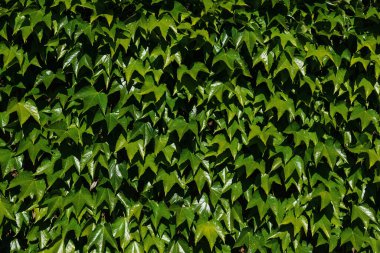 Decorative background of wild green grapes leaves. Five-leaved ivy. Natural garden hedge. Beautiful texture.