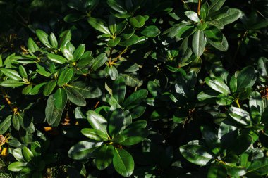 Bay leaf in the park. Landscaping.