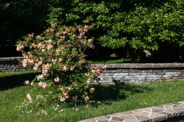 Landscape design in the park near the forest.