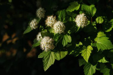 Flowering bush Physocarpus opulifolius. Thick bumblebees collect nectar. Macro of bumblebee Bombus serrisquama with pollen collecting pollen and nectar. Pollination of flowering plants by insects
