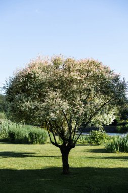 Salix alba, white willow, is willow native to Europe and western and central Asia. name derives from white tone to undersides of leaves.