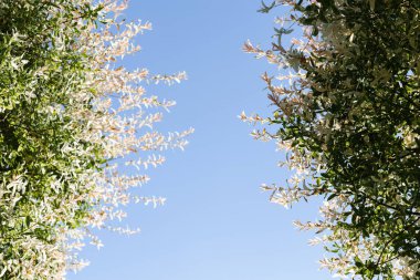 Salix integra, leaves of a Salicaceae against a blue sky background.