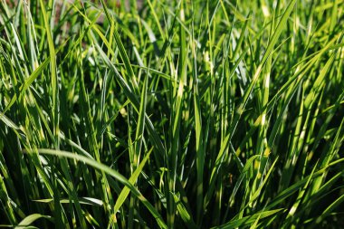 Pandan leaf. This plant is called Pandan leaves or Ramba