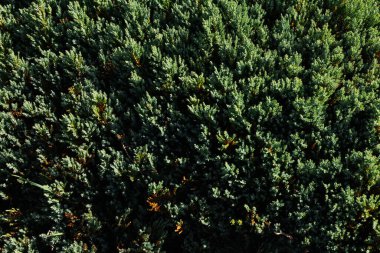 Green pine and stone texture