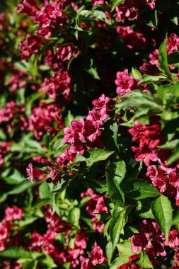 Bright pink flowers and buds of the Weigela Ruby Queen shrub against the blue sky on a sunny summer day