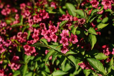 Bright pink flowers and buds of the Weigela Ruby Queen shrub against the blue sky on a sunny summer day