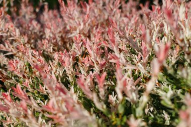Closeup of Flamingo Dappled Willow texture .