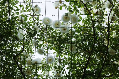 White beautiful roses bloom on a metal grid.