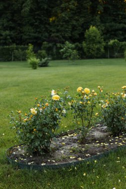 Rose bushes in the landscape. Beautiful flowers for the garden.