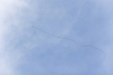 The key of the birds in the sky. cranes fly away,a flock of birds flying high in the blue sky in autumn, slowmo