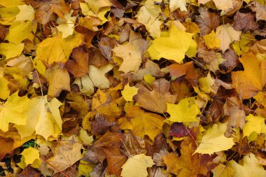 Texture of yellow leaves close-up. A pile of autumn leaves