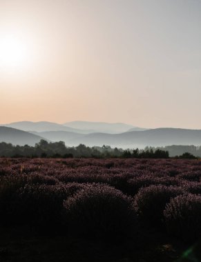 A panoramic view of the Lavender field against the background of mountains.