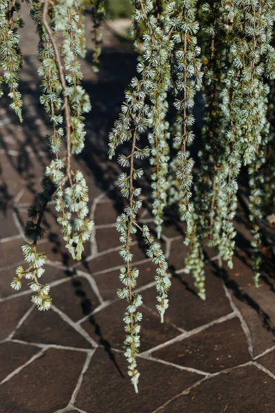 Glauca Pendula. Cedrus atlantica. Lebanese cedar in landscape design.