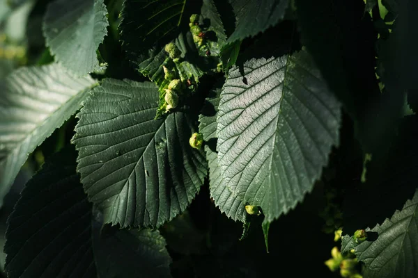 Hornbeam leaves close-up in the park. Texture for design