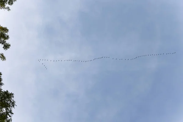 The key of the birds in the sky. cranes fly away,a flock of birds flying high in the blue sky in autumn, slowmo