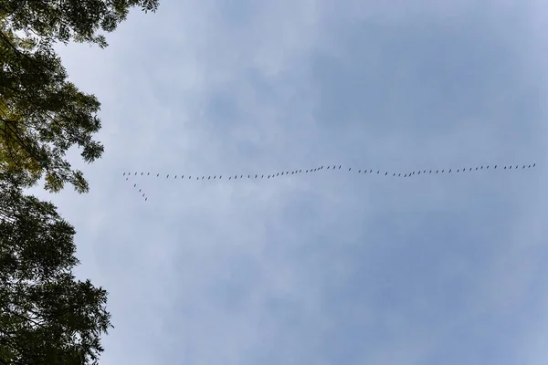 The key of the birds in the sky. cranes fly away,a flock of birds flying high in the blue sky in autumn, slowmo