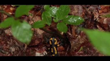 Salamander in the forest. A black salamander with yellow spots crawls through the summer forest.