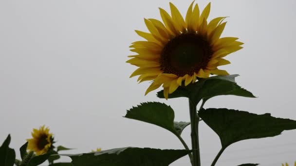 Zbliżenie Słonecznika Pochmurną Pogodę Polu Poza Miastem — Wideo stockowe