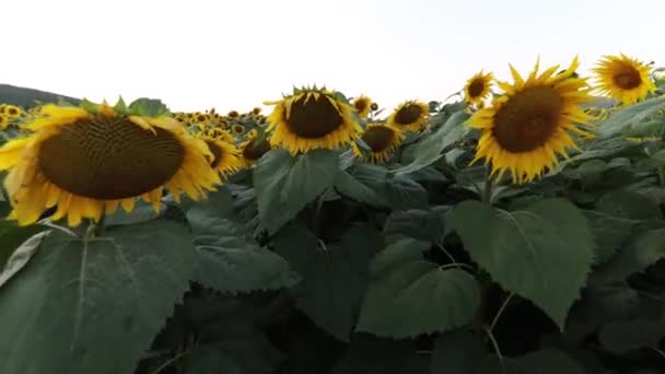 Walk Sunflower Field Sunset Camera Pans Sunflowers — Stockvideo