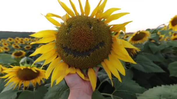 Man Hand Holds Sunflower Smiling Smiley Face Field Sunset — Video