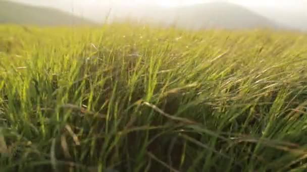 Green Grass Sways Wind Mountains — Stockvideo