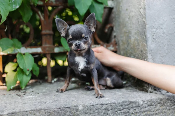 A woman\'s hand is stroking a happy chihuahua on a concrete platform