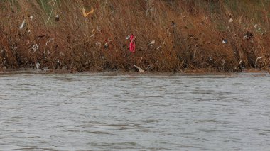 A lot of plastic and other garbage on the branches near the river after the flood. Man pollutes the environment. Garbage in the rivers of Ukraine.