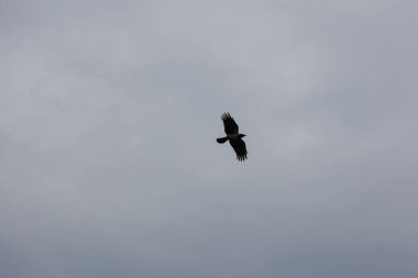 Black bird in the sky. Mystical picture