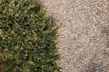 Manzaradaki bir Noel ağacı ve moloz dokusu. Yüksek kalite..