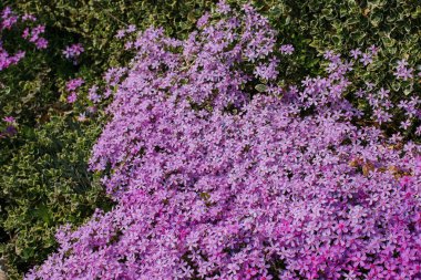 Manzarada yosun tabakası var. Mesaj için yer. Yüksek kalite..