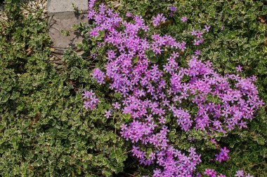 Manzarada yosun tabakası var. Mesaj için yer. Yüksek kalite..