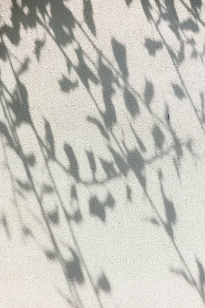 Duvardaki Dalların Gölgesi Şeffaf Yumuşak Işık Dallardan Gelen Gölgeler Güneş — Stok fotoğraf