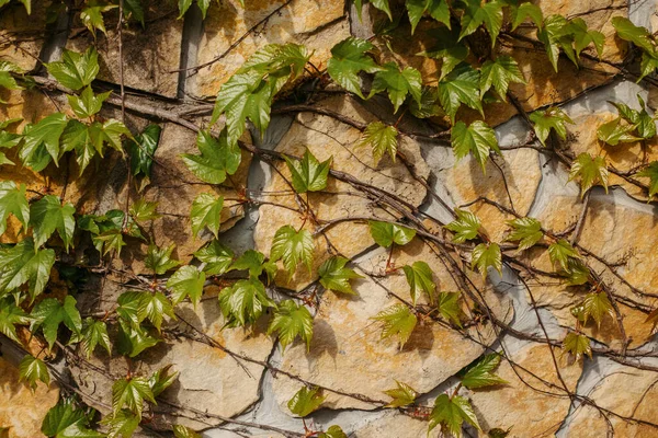常春藤在石头上 文字的位置 高质量的 — 图库照片