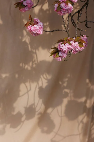Bej kumaştan bir arka planda bir sakura dalı ve güzel bir gölge.