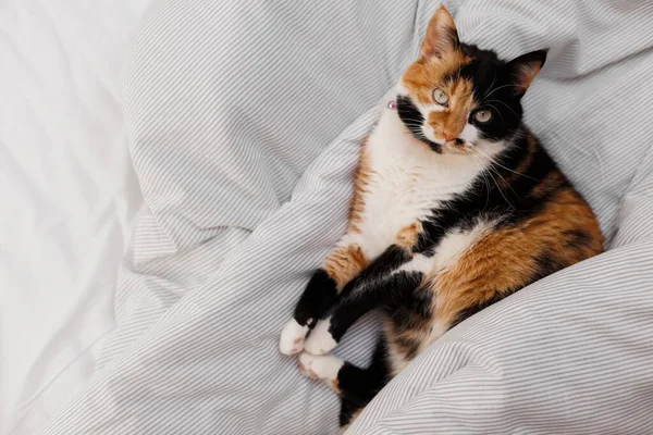 Kucing Warna Tiga Terletak Tempat Tidur Putih Kamar Tidur Pada — Stok Foto