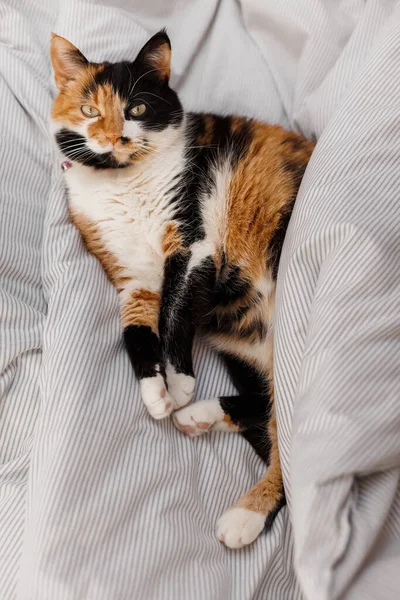 Μια Τρίχρωμη Γάτα Βρίσκεται Ένα Λευκό Κρεβάτι Στην Κρεβατοκάμαρα Κατά — Φωτογραφία Αρχείου