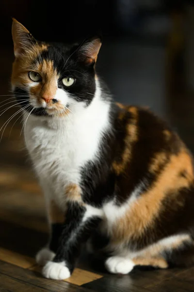 悲しいトリコロール猫がキッチンの床に立って食べ物を待っています — ストック写真