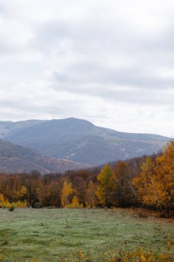Dikey bir manzara, sonbaharın altın renklerini mavi gökyüzünün arka planına yansıtır..