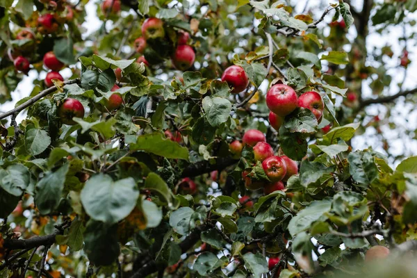 Une Scène Pittoresque Pommes Rouges Vibrantes Suspendues Sur Une Branche — Photo