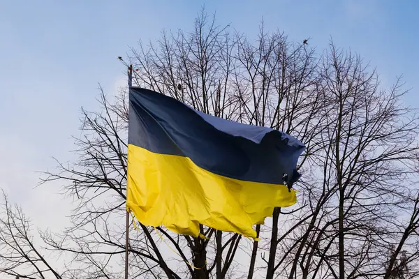 Mavi ve sarı bir bayrak, açık bir gökyüzü ve bir ağacın önünde dalgalanıyor. Ulusal gururu simgeliyor.